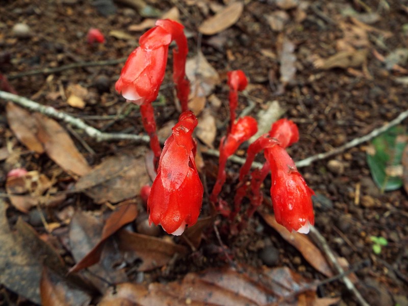 Monotropa coccinea photo 5