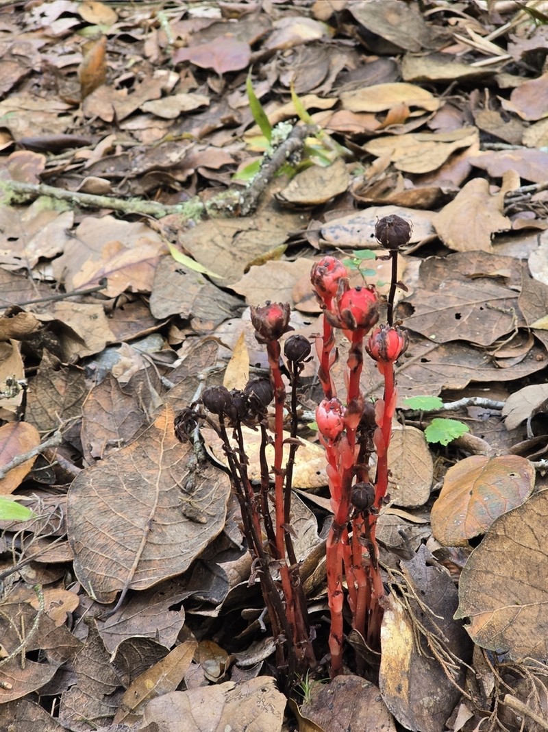 Monotropa coccinea photo 6
