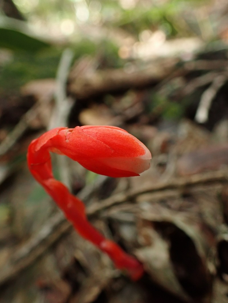 Monotropa coccinea photo 7