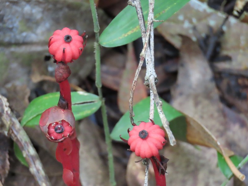 Monotropa coccinea photo 8