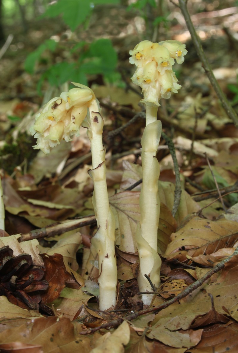Pinesap photo 2