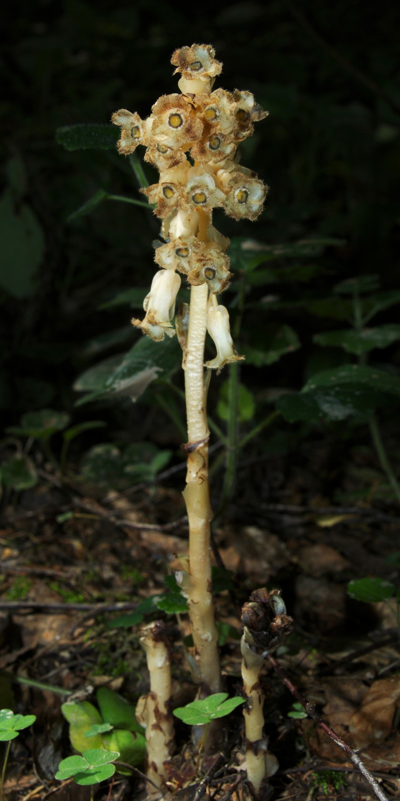 Pinesap photo 3