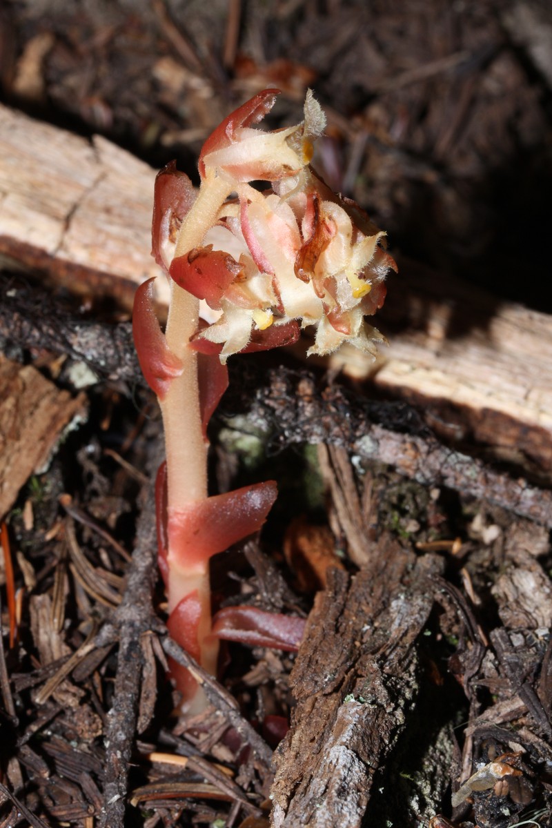 Pinesap photo 4