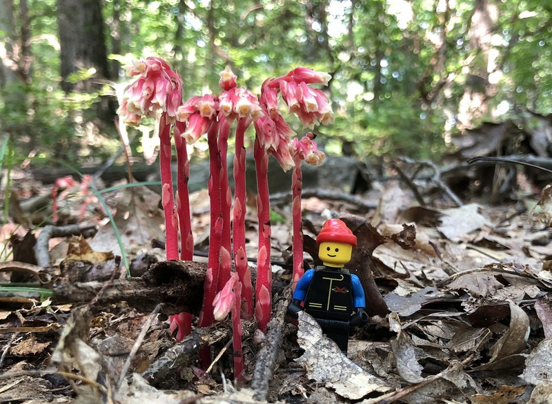 Pinesap photo 3