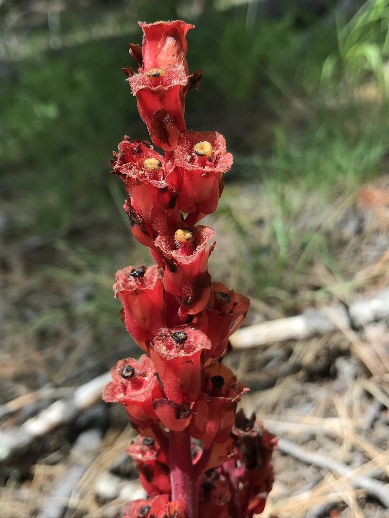 Pinesap photo 5