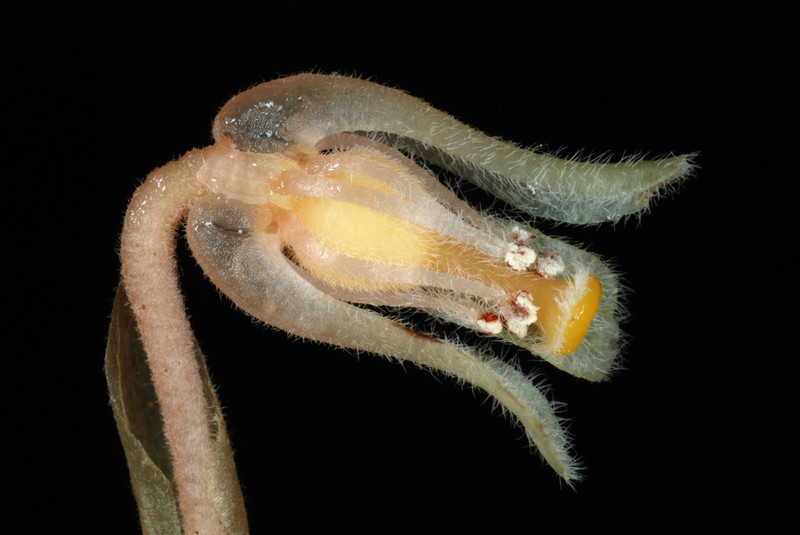 Pinesap photo 6