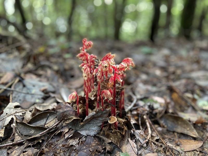 Pinesap photo 7