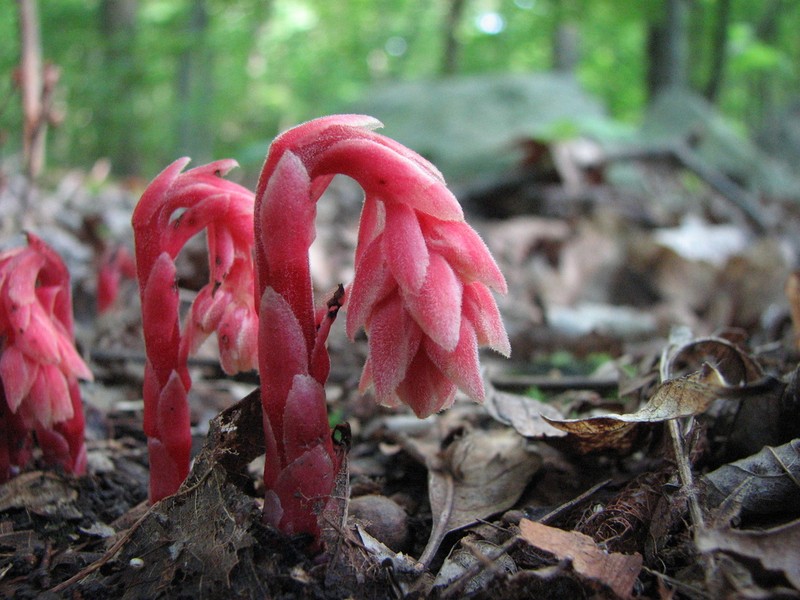Pinesap photo 8