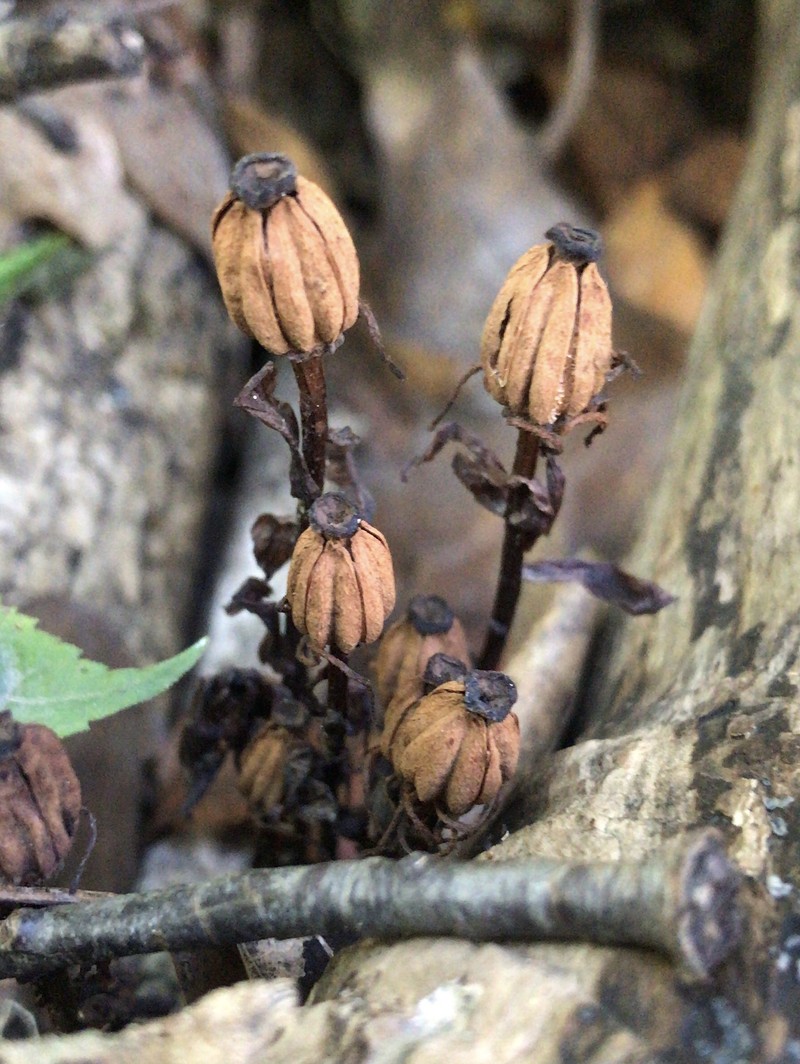 Indianpipe photo 2