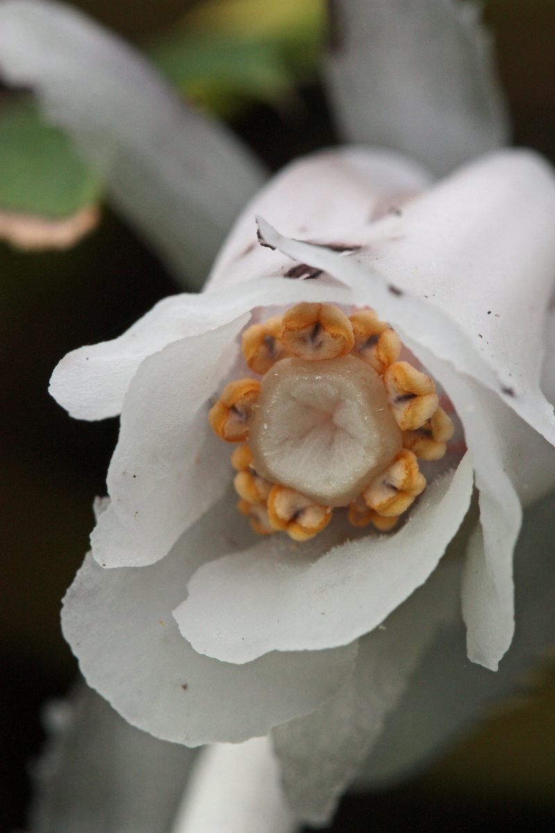 Indianpipe photo 2