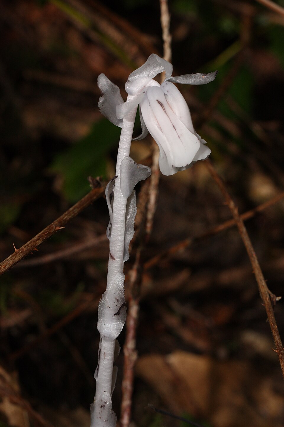 Indianpipe photo 3