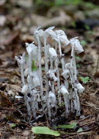 Indianpipe