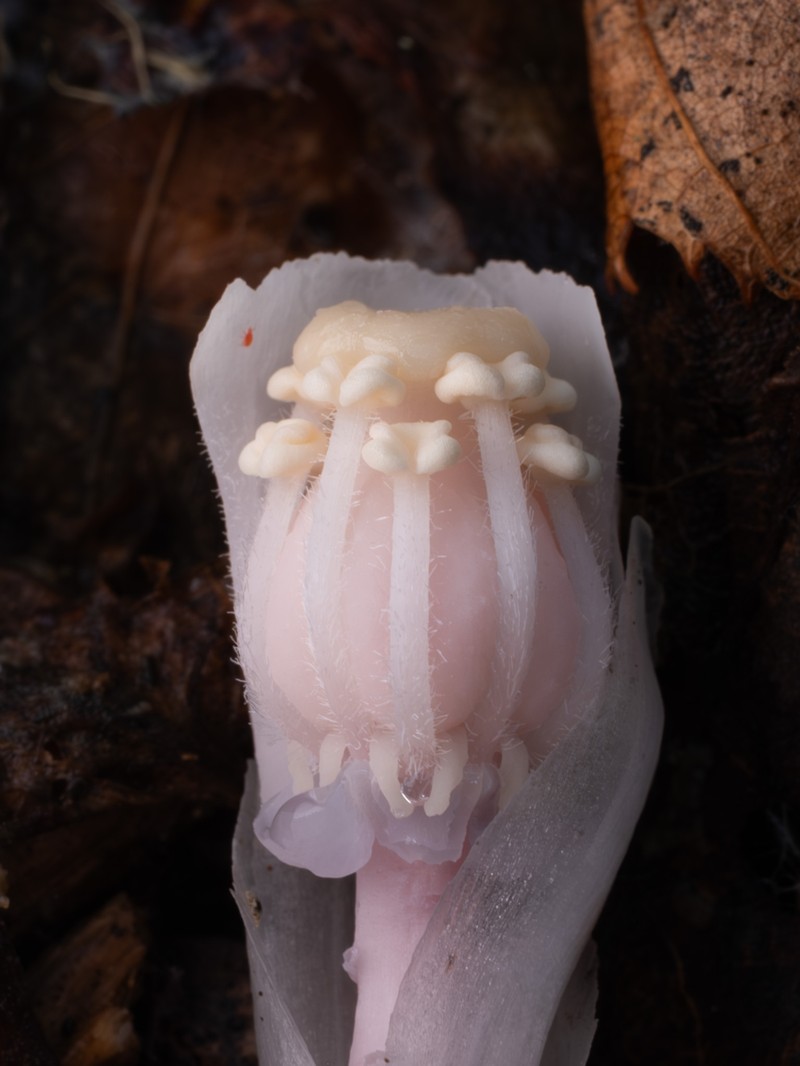 Indianpipe photo 4