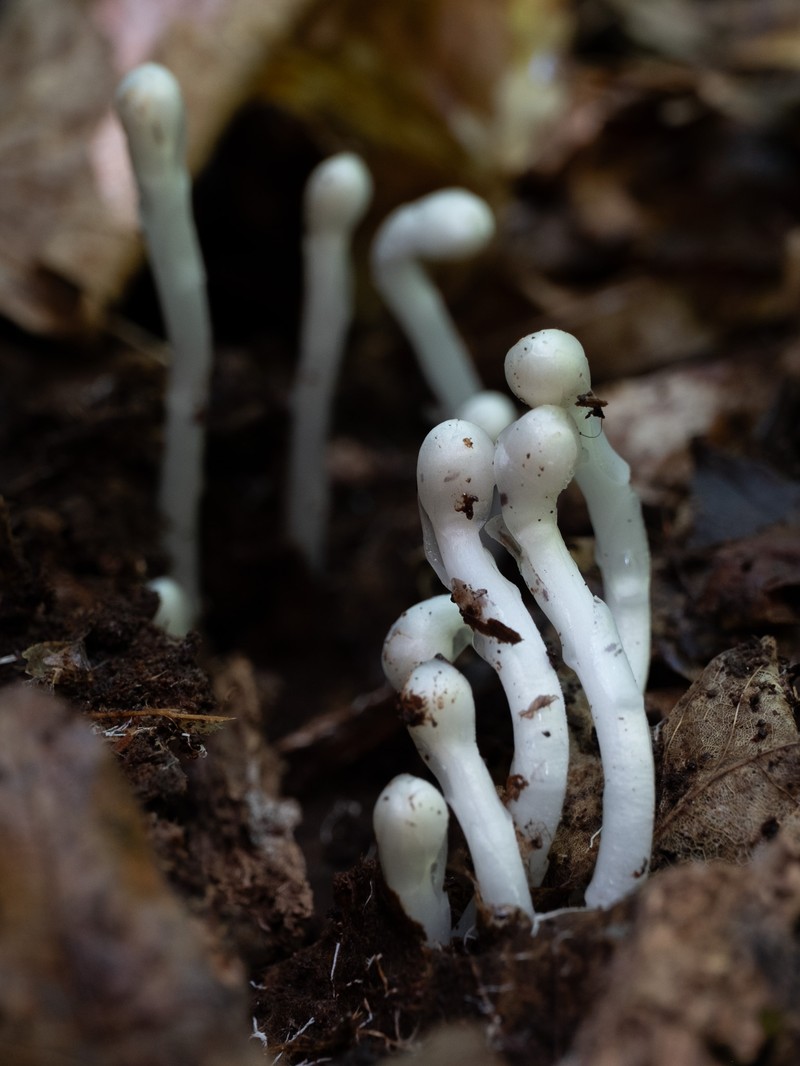 Indianpipe photo 7