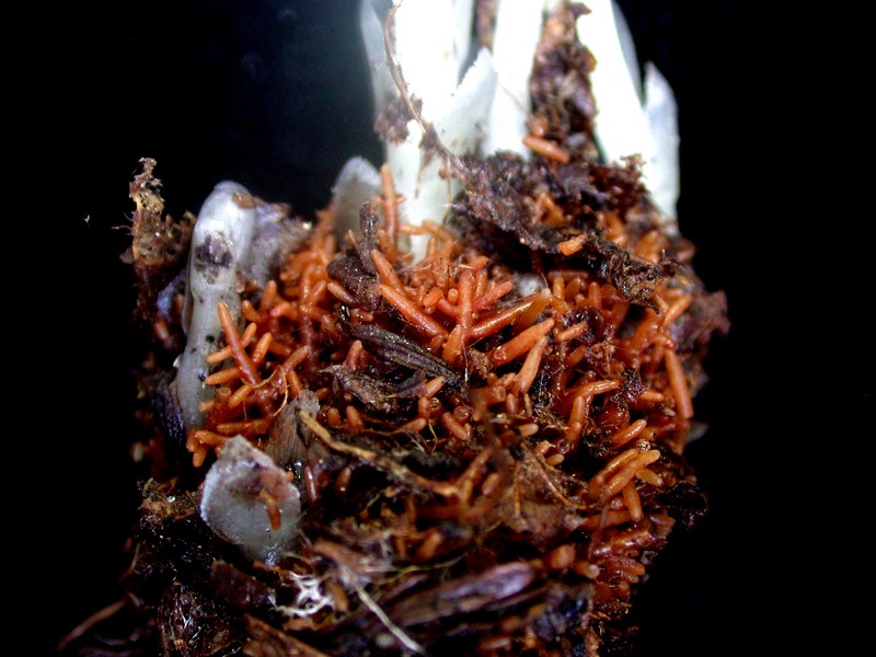 Indianpipe photo 8