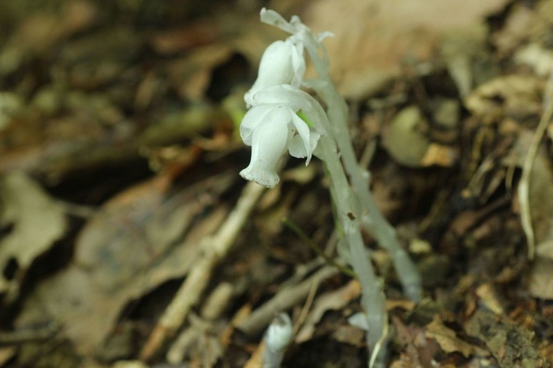 Monotropastrum humile photo 2
