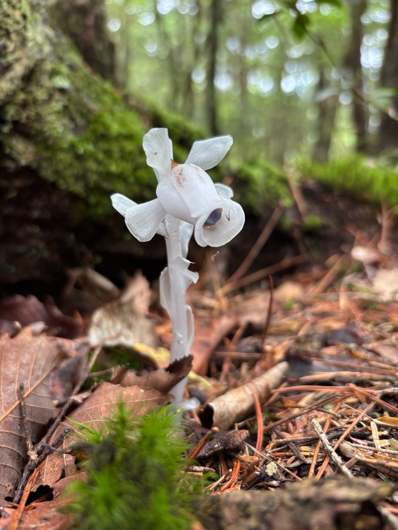Monotropastrum humile photo 3