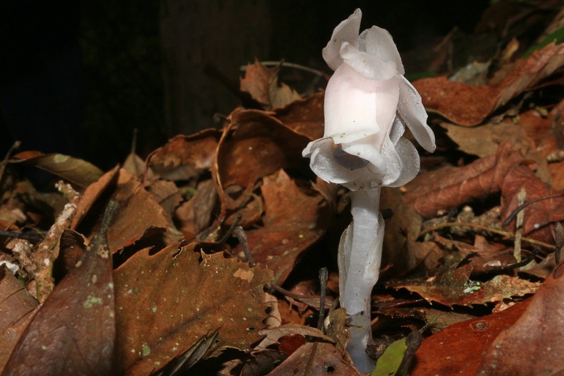 Monotropastrum humile photo 5
