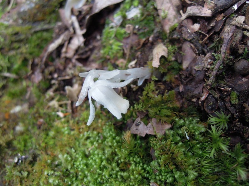 Monotropastrum humile photo 7