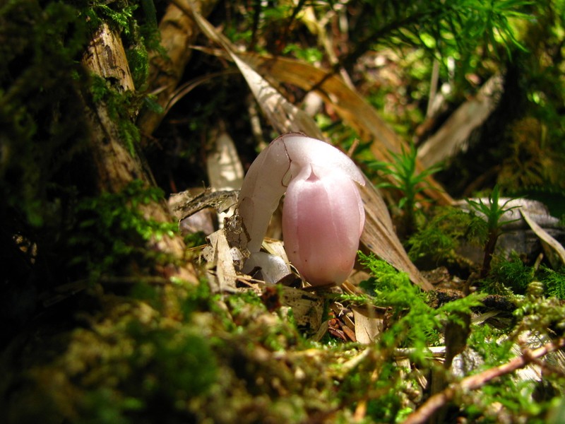 Monotropastrum kirishimense photo 5