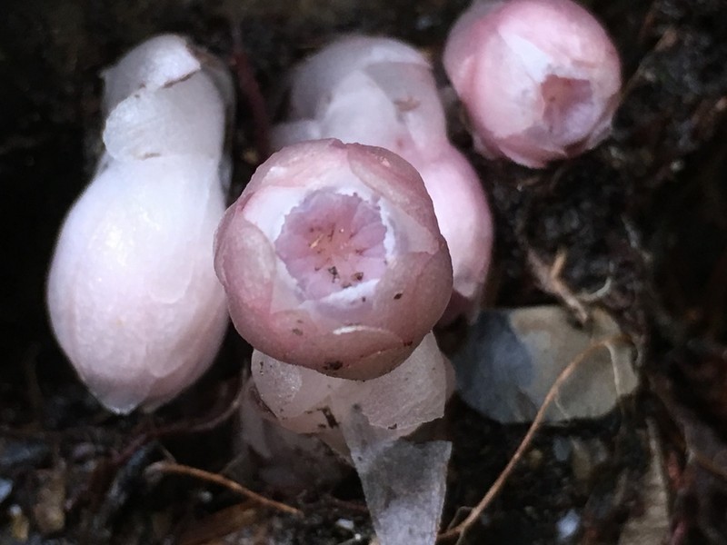 Monotropastrum kirishimense photo 6