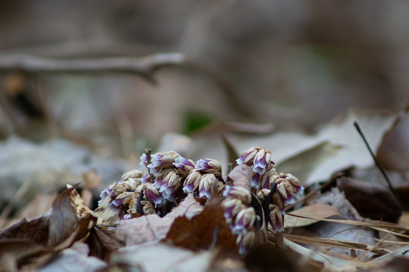 Pygmypipes photo 2