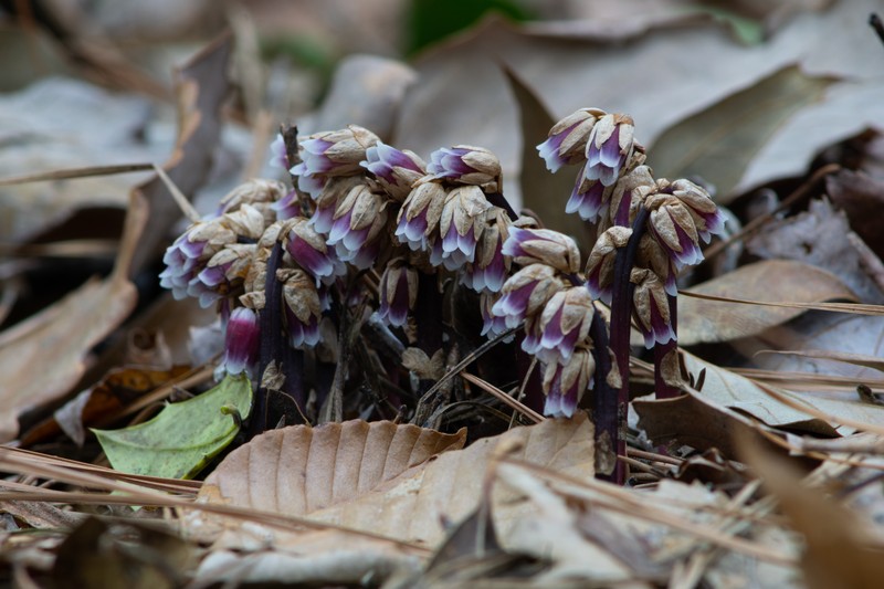 Pygmypipes