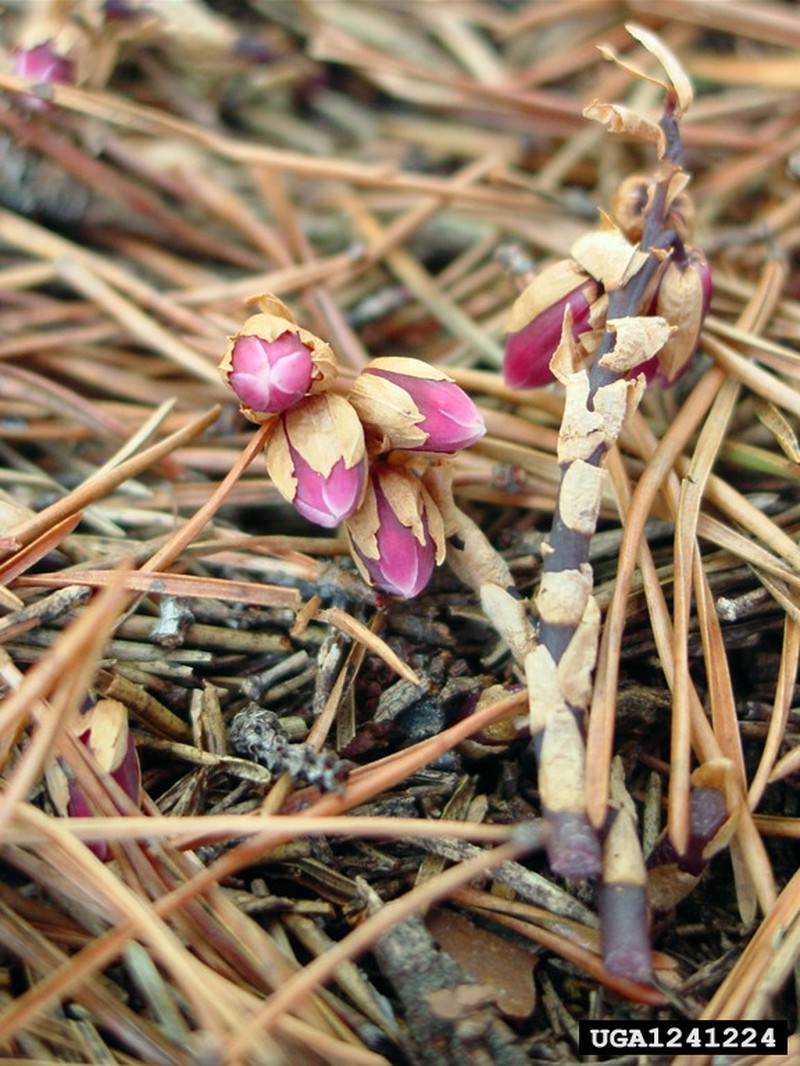 Pygmypipes photo 3