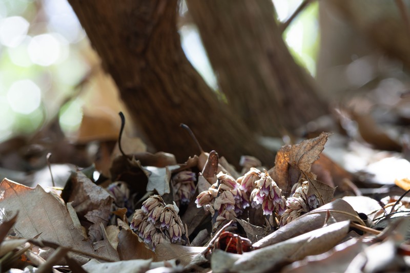 Pygmypipes photo 4