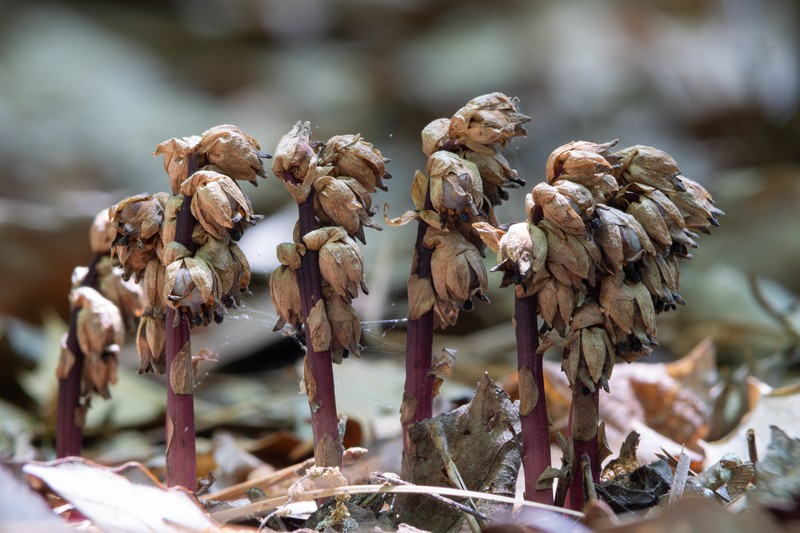 Pygmypipes photo 5