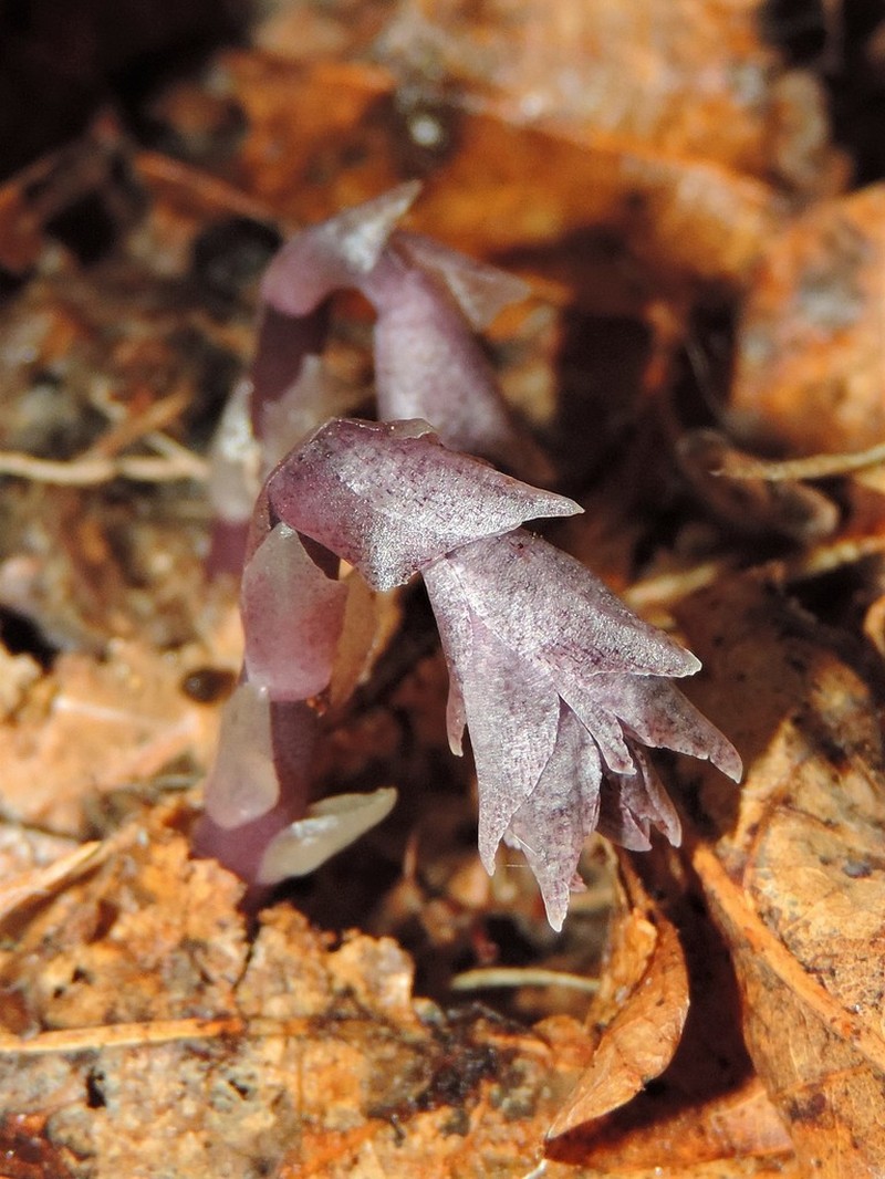 Pygmypipes photo 3