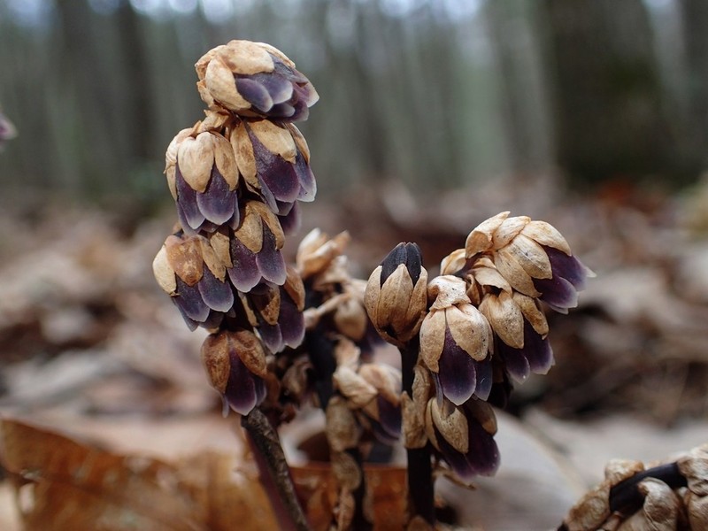 Pygmypipes photo 4