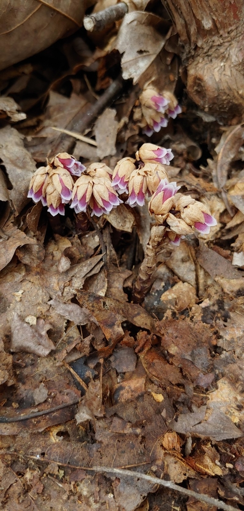 Pygmypipes photo 5