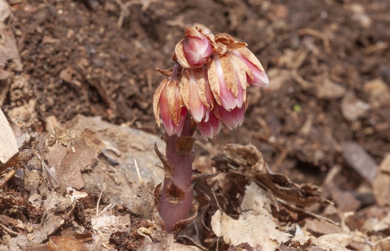Pygmypipes photo 7