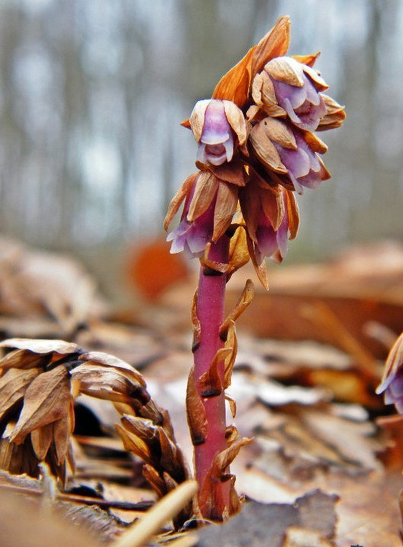 Pygmypipes photo 8