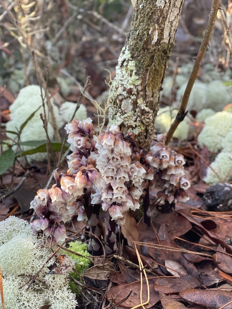 Florida Pygmypipes photo 2