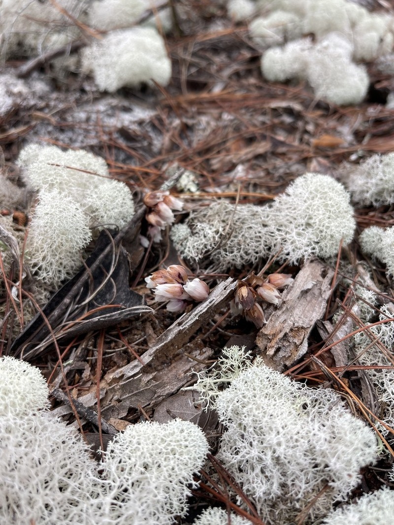 Florida Pygmypipes photo 3