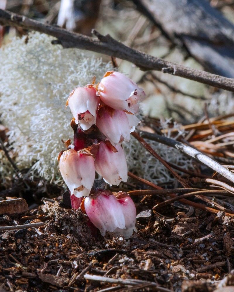 Florida Pygmypipes photo 4