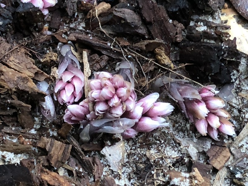Florida Pygmypipes photo 5