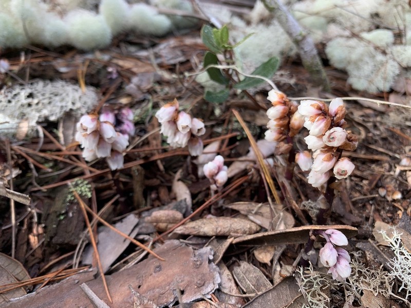 Florida Pygmypipes photo 7