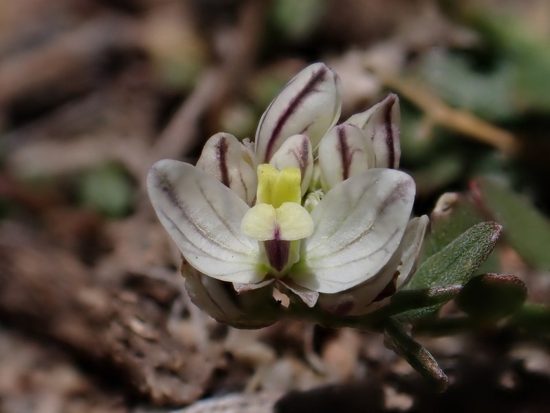 Monrosia sanjuanensis