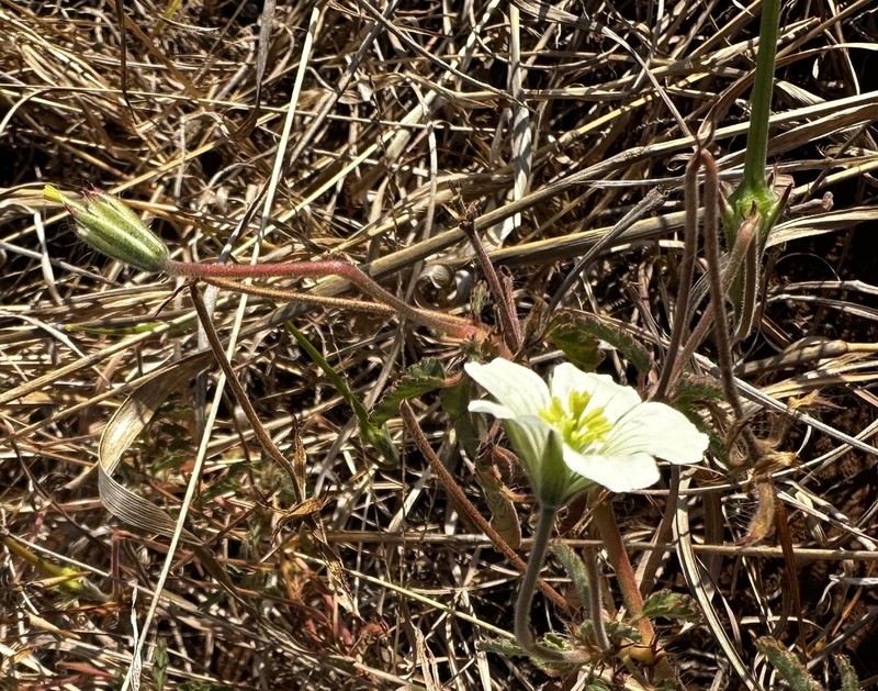 Monsonia angustifolia