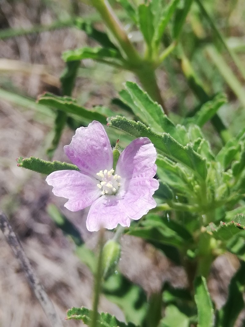 Monsonia angustifolia photo 2
