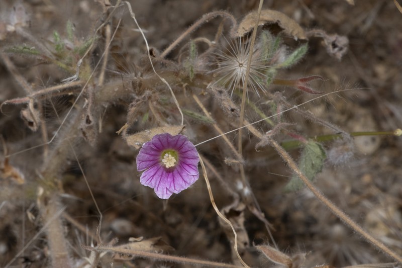 Monsonia angustifolia photo 3