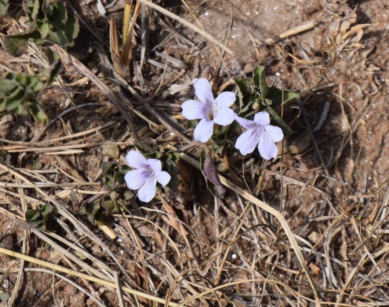 Monsonia angustifolia photo 4