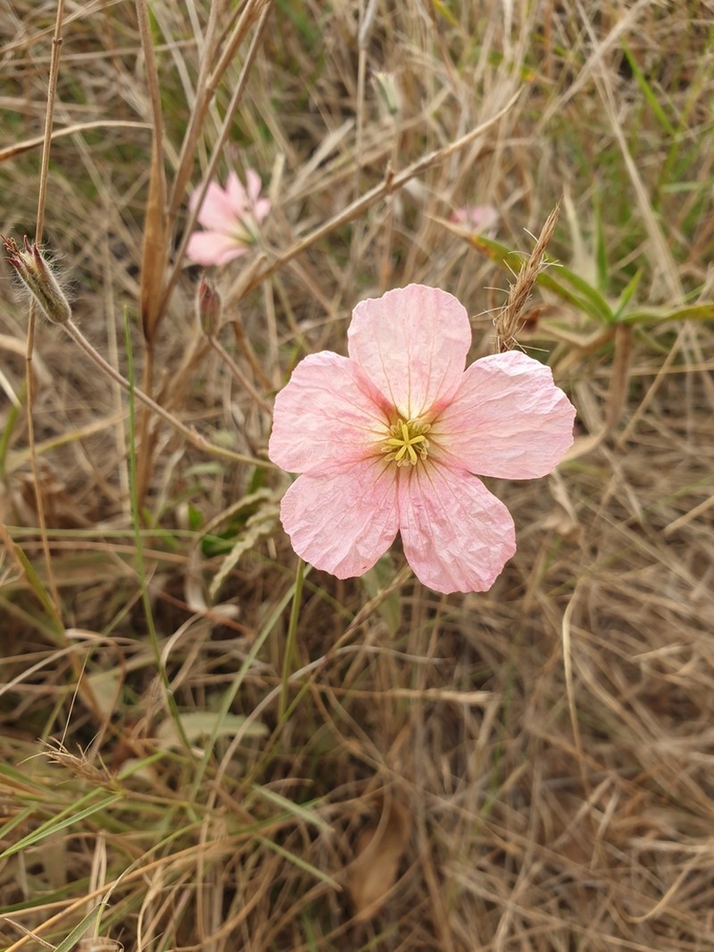 Monsonia angustifolia photo 5
