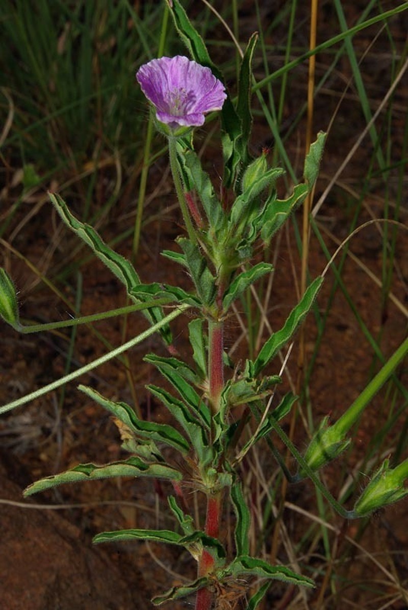 Monsonia angustifolia photo 6
