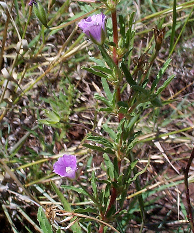 Monsonia angustifolia photo 7
