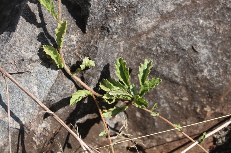 Monsonia angustifolia photo 8