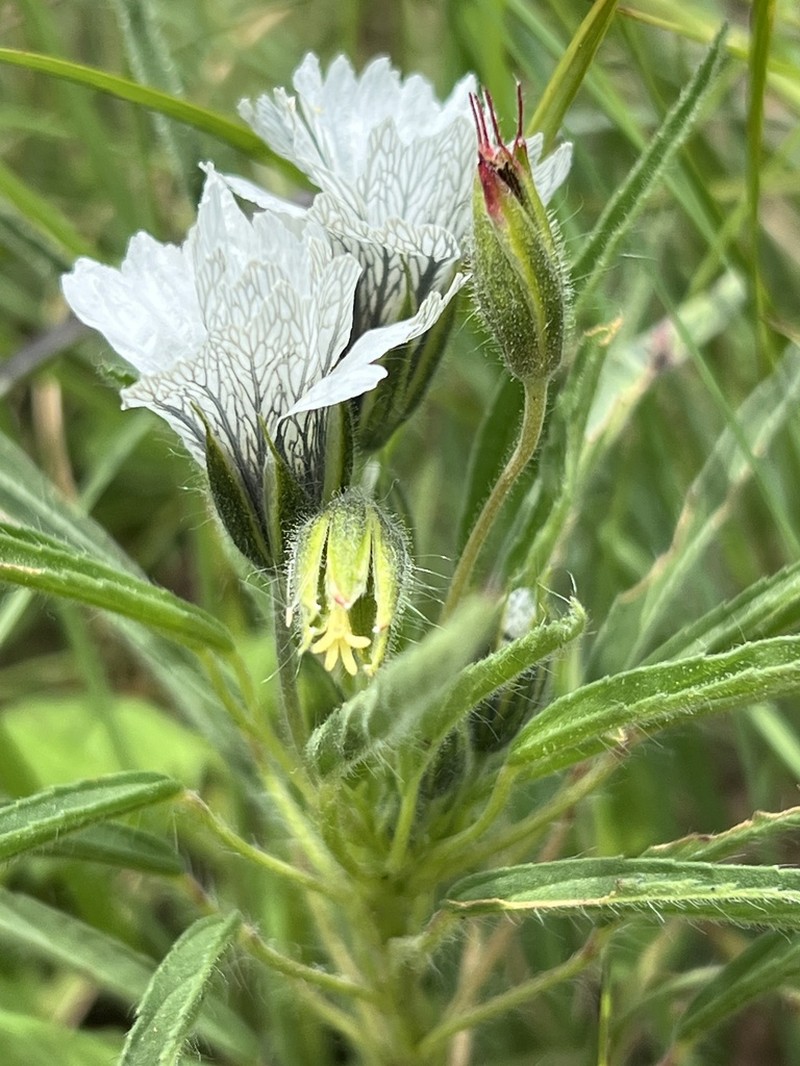 Monsonia attenuata